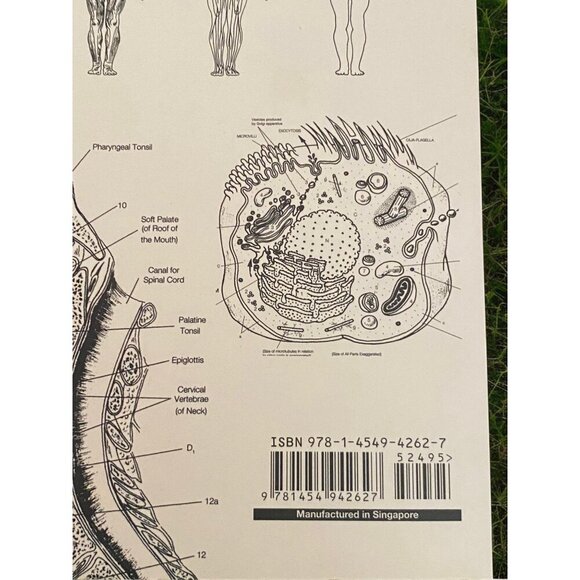 New McMurtries Human Anatomy Coloring Book 3rd Edition With 1000+ Illustrations - Picture 3 of 13